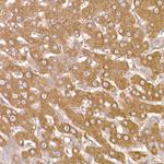 NUMB Antibody in Immunohistochemistry (Paraffin) (IHC (P))