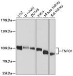 TNPO1 Antibody in Western Blot (WB)