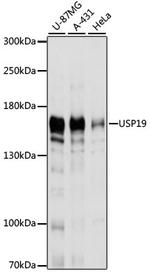 USP19 Antibody in Western Blot (WB)