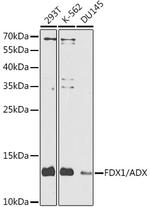 FDX1 Antibody in Western Blot (WB)