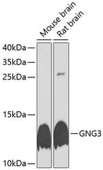 GNG3 Antibody in Western Blot (WB)