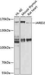 JARID2 Antibody in Western Blot (WB)