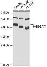 B3GAT1 Antibody in Western Blot (WB)