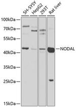 Nodal Antibody in Western Blot (WB)