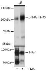 Phospho-B-Raf (Ser445) Antibody in Western Blot (WB)