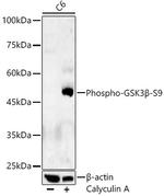 Phospho-GSK3B (Ser9) Antibody in Western Blot (WB)