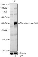 Phospho-c-Jun (Ser63) Antibody in Western Blot (WB)