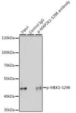 Phospho-MEK1 (Ser298) Antibody in Immunoprecipitation (IP)