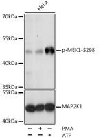 Phospho-MEK1 (Ser298) Antibody in Western Blot (WB)