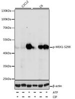 Phospho-MEK1 (Ser298) Antibody in Western Blot (WB)