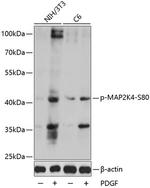 Phospho-MAP2K4 (Ser80) Antibody in Western Blot (WB)