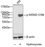 Phospho-MDM2 (Ser166) Antibody in Western Blot (WB)