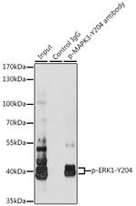 Phospho-ERK1 (Tyr204) Antibody in Immunoprecipitation (IP)