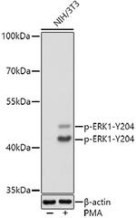 Phospho-ERK1 (Tyr204) Antibody in Western Blot (WB)