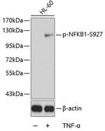 Phospho-NFkB p105 (Ser927) Antibody in Western Blot (WB)