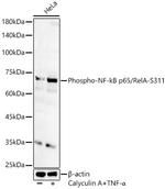 Phospho-NFkB p65 (Ser311) Antibody in Western Blot (WB)