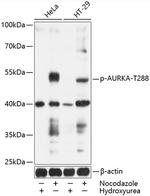 Phospho-Aurora A (Thr288) Antibody in Western Blot (WB)