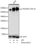 Phospho-RNA pol II CTD (Ser2) Antibody in Western Blot (WB)