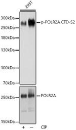 Phospho-RNA pol II CTD (Ser2) Antibody in Western Blot (WB)