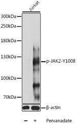 Phospho-JAK2 (Tyr1008) Antibody in Western Blot (WB)