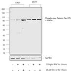 Phospho-beta Catenin (Ser675) Antibody in Western Blot (WB)