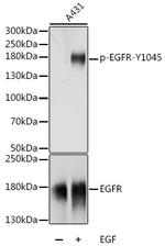 Phospho-EGFR (Tyr1045) Antibody in Western Blot (WB)