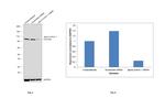 alpha Actinin 1 Antibody in Western Blot (WB)