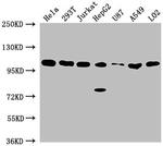 ADAR1 Antibody in Western Blot (WB)