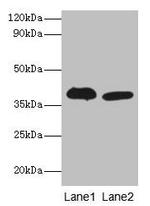 ADH5 Antibody in Western Blot (WB)