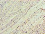 AKR1C3 Antibody in Immunohistochemistry (Paraffin) (IHC (P))