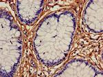 ALDH1A2 Antibody in Immunohistochemistry (Paraffin) (IHC (P))