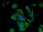 AMD1 Antibody in Immunocytochemistry (ICC/IF)