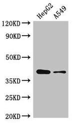 AMD1 Antibody in Western Blot (WB)