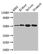 ALDH3B1 Antibody in Western Blot (WB)