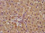 ALDH7A1 Antibody in Immunohistochemistry (Paraffin) (IHC (P))