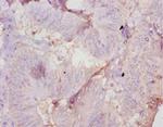 AMH Antibody in Immunohistochemistry (Paraffin) (IHC (P))