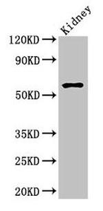 AMH Antibody in Western Blot (WB)