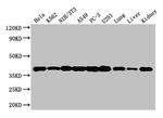 Annexin A2 Antibody in Western Blot (WB)