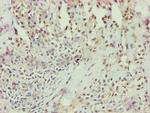 Annexin A7 Antibody in Immunohistochemistry (Paraffin) (IHC (P))