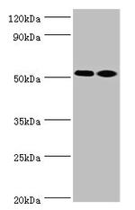 Annexin A7 Antibody in Western Blot (WB)