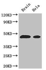 ASS1 Antibody in Western Blot (WB)