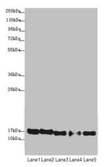 ATP5D Antibody in Western Blot (WB)