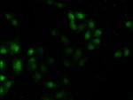 MST3 Antibody in Immunocytochemistry (ICC/IF)