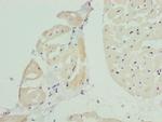 BAP29 Antibody in Immunohistochemistry (Paraffin) (IHC (P))