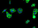 C5AR1 Antibody in Immunocytochemistry (ICC/IF)