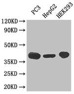 C5AR1 Antibody in Western Blot (WB)