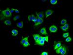 COX5B Antibody in Immunocytochemistry (ICC/IF)