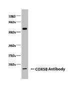 COX5B Antibody in Western Blot (WB)