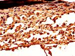 Carbonic Anhydrase I Antibody in Immunohistochemistry (Paraffin) (IHC (P))