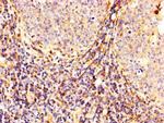 Calpain 2 Antibody in Immunohistochemistry (Paraffin) (IHC (P))